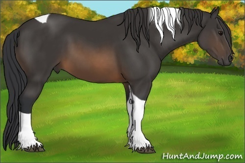 Horse Color:Buckskin Tobiano