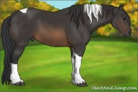Horse Color:Buckskin Tobiano