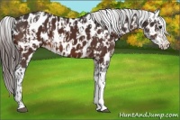 Horse Color:Bay Appaloosa  and Bay Splash Appaloosa 