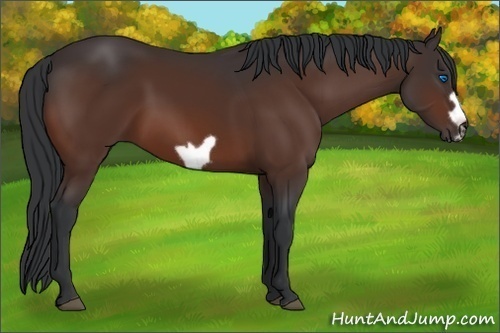 Horse Color:Bay Frame 