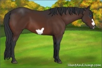 Horse Color:Bay Frame
