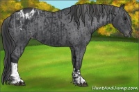 Horse Color:Black  and Black Appaloosa 