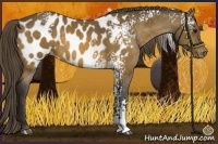 Horse Color:White Spotted Buckskin Appaloosa Rabicano 
