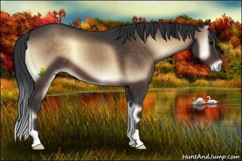 Horse Color:Bay Onyx 
