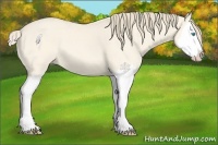 Horse Color:Perlino Dun Splash 