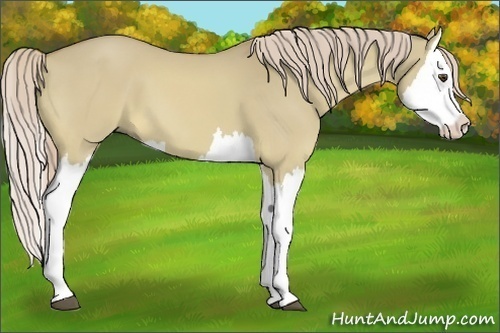 Horse Color:Palomino Dun Splash