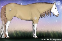 Horse Color:Palomino Dun Splash 