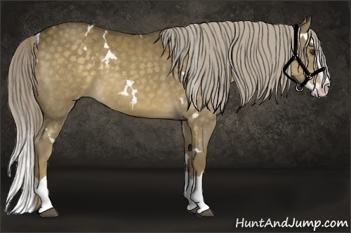 Horse Color:White Spotted Chocolate Palomino Splash