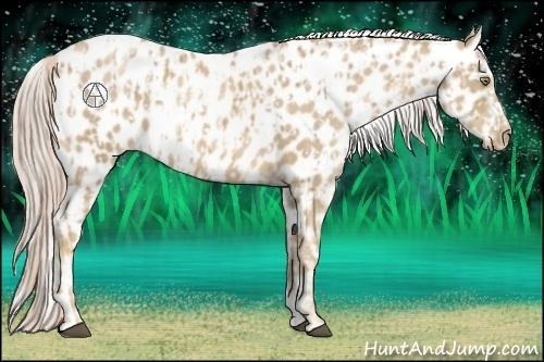 Horse Color:Palomino Appaloosa  and Chocolate Palomino Pearl Appaloosa 