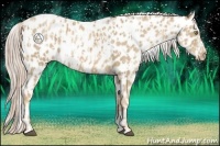Horse Color:Palomino Appaloosa  and Chocolate Palomino Pearl Appaloosa 