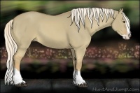 Horse Color:Palomino Dun Splash 