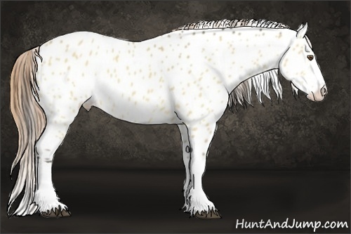 Horse Color:Buckskin Dun Splash Near Leopard