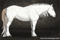 Horse Color:Buckskin Dun Splash Near Leopard