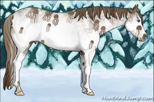 Horse Color:White Spotted Liver Chestnut Splash 