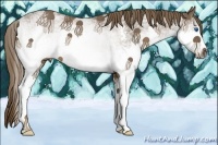 Horse Color:White Spotted Liver Chestnut Splash