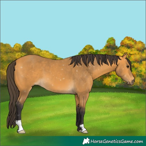 Horse Color:Buckskin 