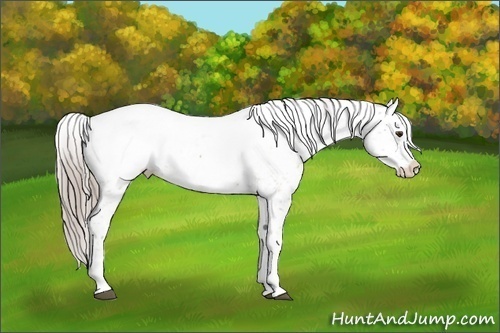 Horse Color:White Spotted Chocolate Palomino Dun Splash Appaloosa 