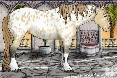Horse Color:Buckskin Dun Tobiano Appaloosa 