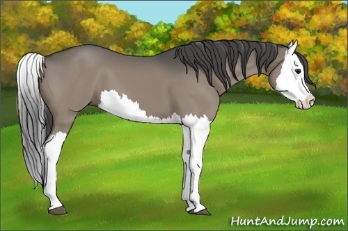 Horse Color:Smoky Grullo Splash 