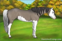 Horse Color:Smoky Grullo Splash 