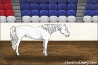 Horse Color:Chocolate Palomino Dun Sabino Splash Tobiano Snowcap