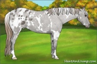 Horse Color:White Spotted Smoky Grullo Appaloosa 