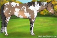 Horse Color:White Spotted Buckskin