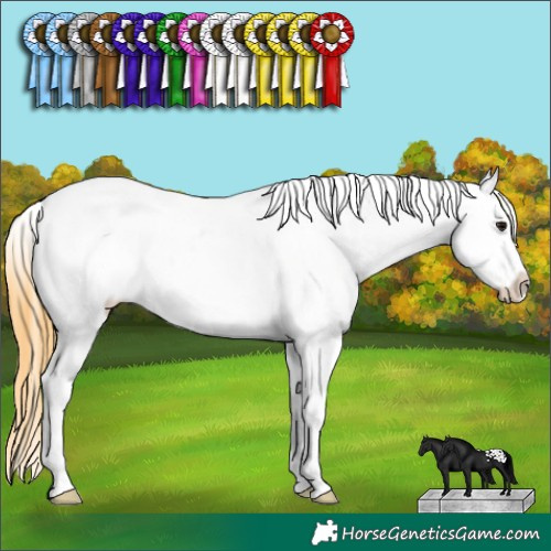 Horse Color:White Spotted Buckskin Appaloosa 