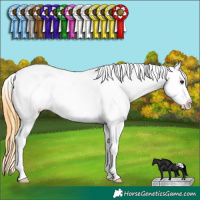 Horse Color:White Spotted Buckskin Appaloosa 