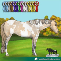 Horse Color:White Spotted Buckskin Appaloosa