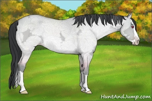 Horse Color:Amber Champagne Chinchilla Ice Dun Splash
