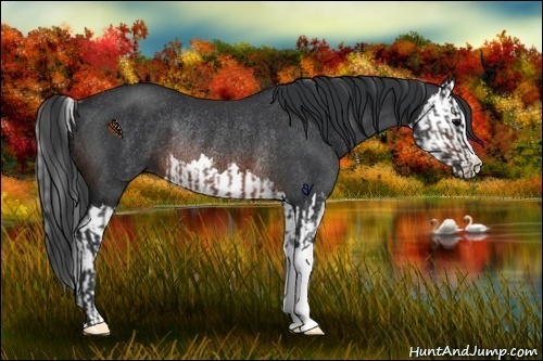 Horse Color:Brown Rabicano and Brown Splash Rabicano