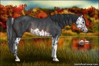 Horse Color:Brown Rabicano  and Brown Splash Rabicano 