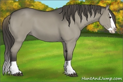 Horse Color:Smoky Grullo Splash