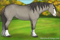 Horse Color:Smoky Grullo Splash