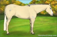 Horse Color:Palomino Dun Splash