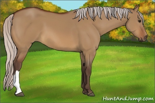 Horse Color:Silver Bay Dun