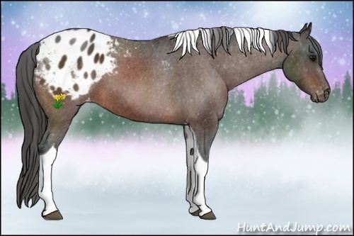 Horse Color:Bay Sabino Tobiano Appaloosa 