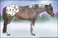 Horse Color:Bay Sabino Tobiano Appaloosa