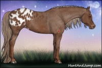 Horse Color:Chestnut Blanket 