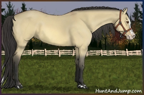 Horse Color:Buckskin Dun Splash 