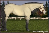 Horse Color:Buckskin Dun Splash 