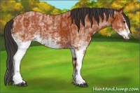 Horse Color:White Spotted Bay Splash  and White Spotted Bay Splash Frame 