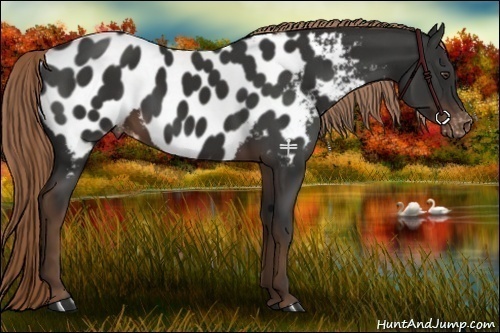 Horse Color:Liver Chestnut Appaloosa 