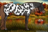 Horse Color:Liver Chestnut Appaloosa 