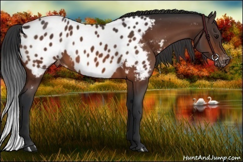 Horse Color:Bay Appaloosa 