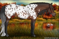 Horse Color:Bay Appaloosa 
