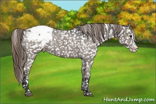 Horse Color:Smoky Grullo Splash Appaloosa 