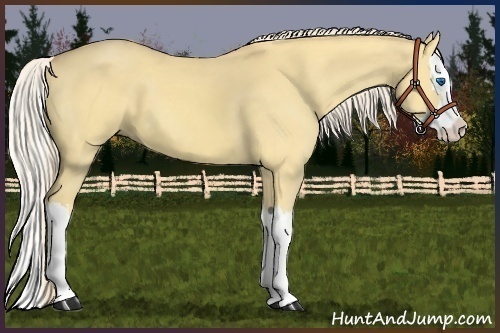 Horse Color:Palomino Dun Splash