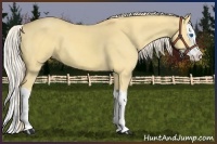 Horse Color:Palomino Dun Splash 